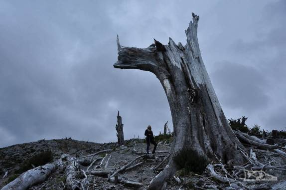 Observando uma das árvores gigantes que foram destruídas com a erupção do vulcão Chaitén em 2008, no sul do Chile